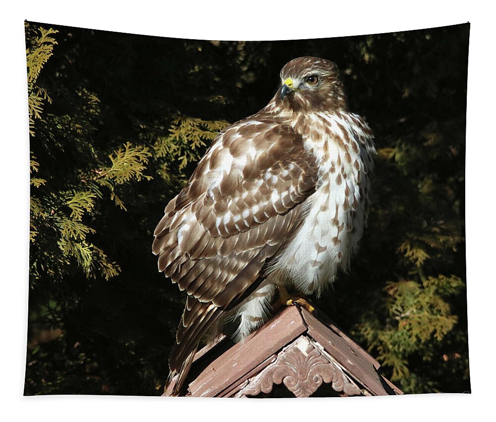 Birds Tapestry featuring the photograph Portrait of a Hawk by Trina Ansel