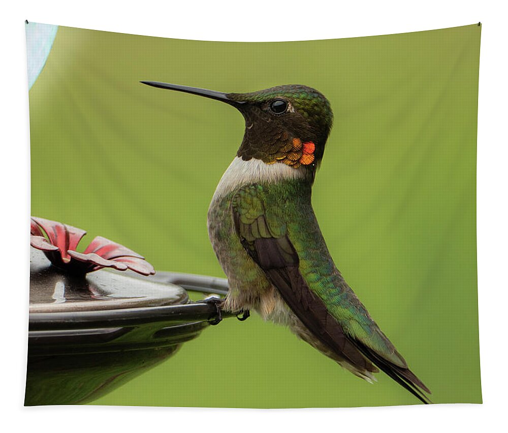 Ruby Throated Hummingbird Tapestry featuring the photograph Portrait of a Hummingbird by Sandra J's