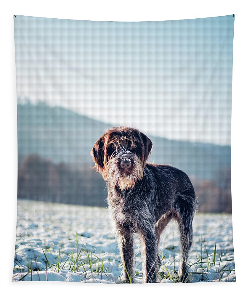 Baby Blue Tapestry featuring the photograph Rough-coated Bohemian Pointer by Vaclav Sonnek