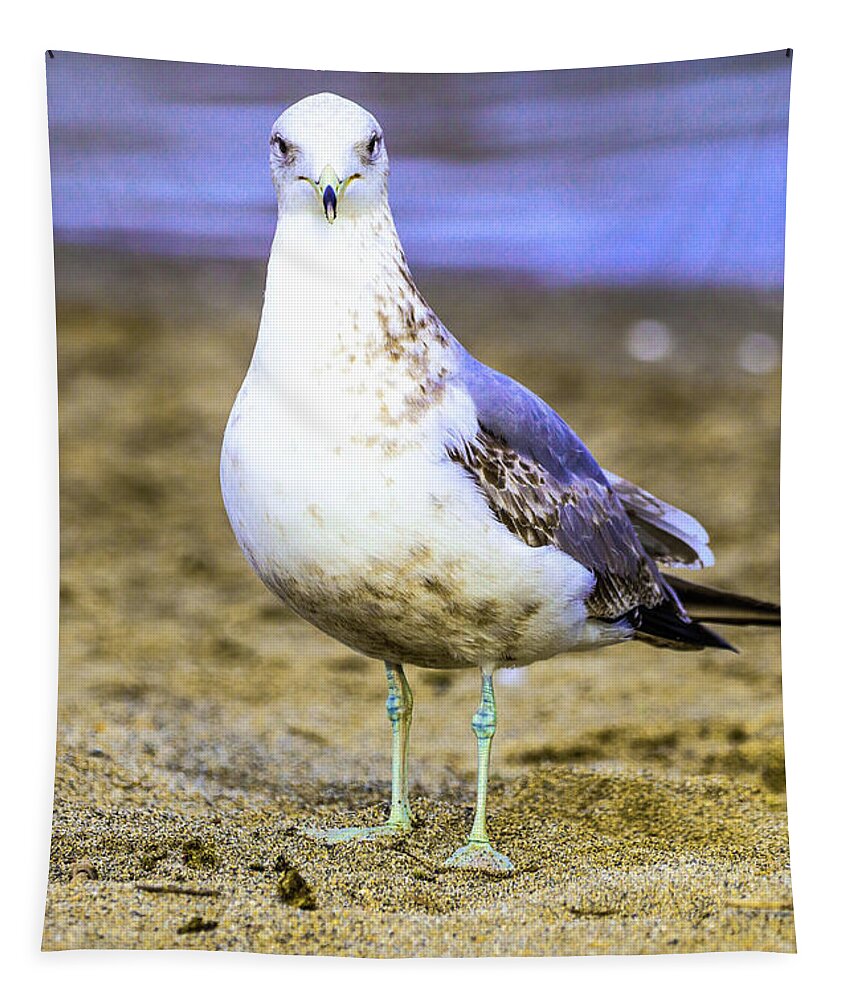Sea Gull Tapestry featuring the photograph Portrait of a Sea Gull by Tahmina Watson