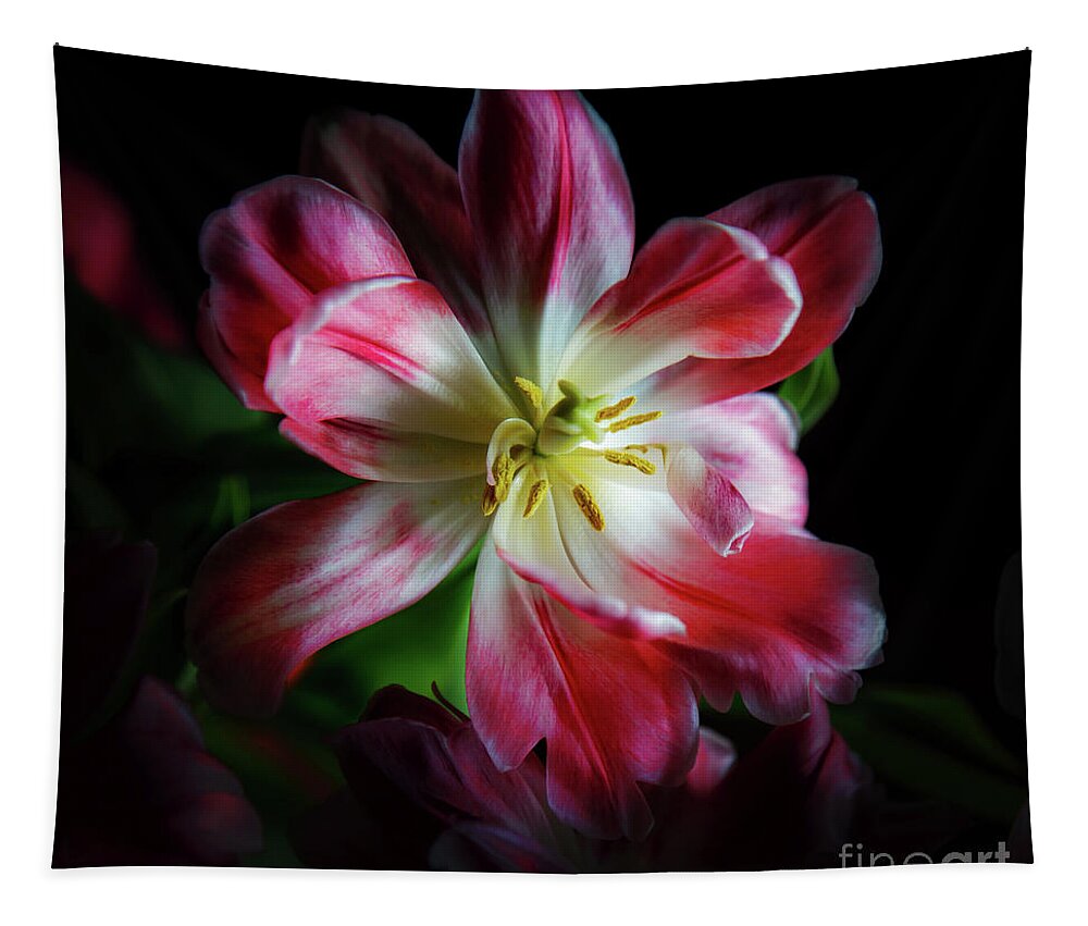 Variegated Tulips Tapestry featuring the photograph Portrait of a Tulip by Neala McCarten