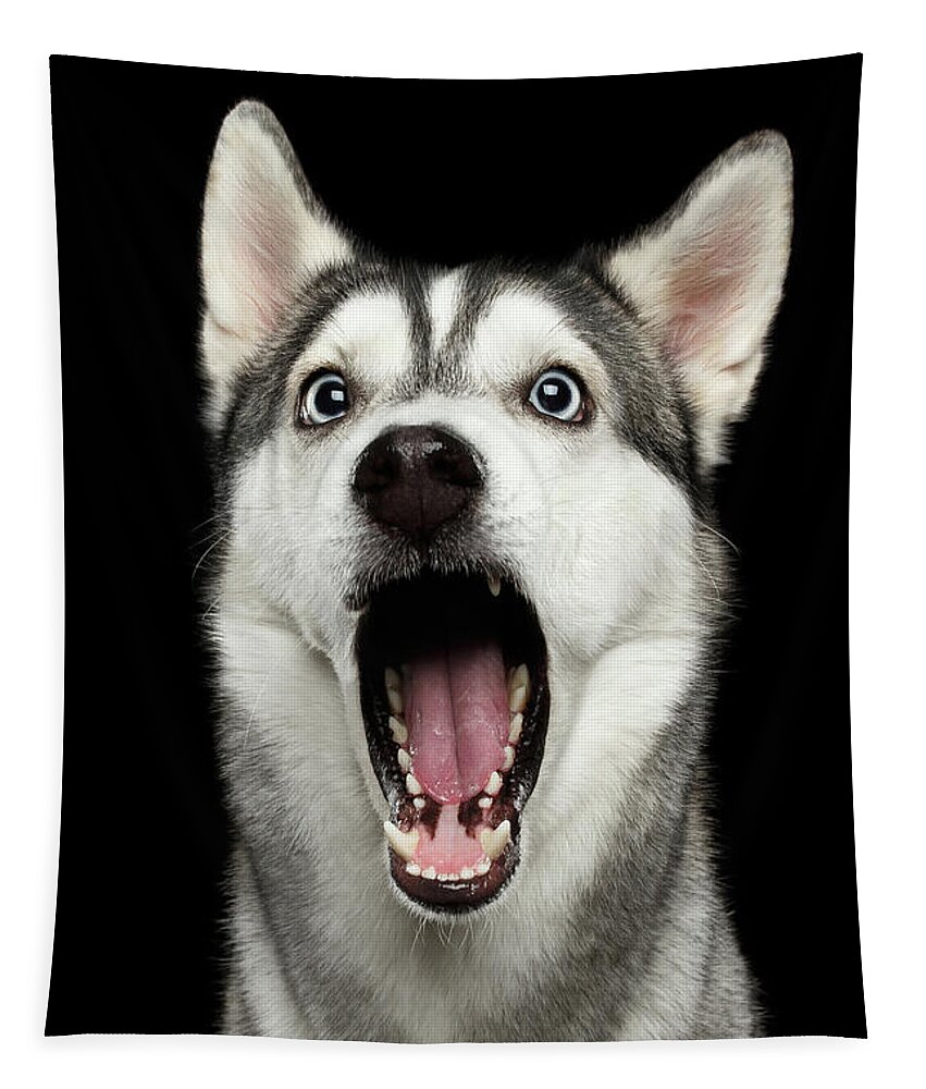 Dog Tapestry featuring the photograph Portrait of Amazement Siberian Husky by Sergey Taran