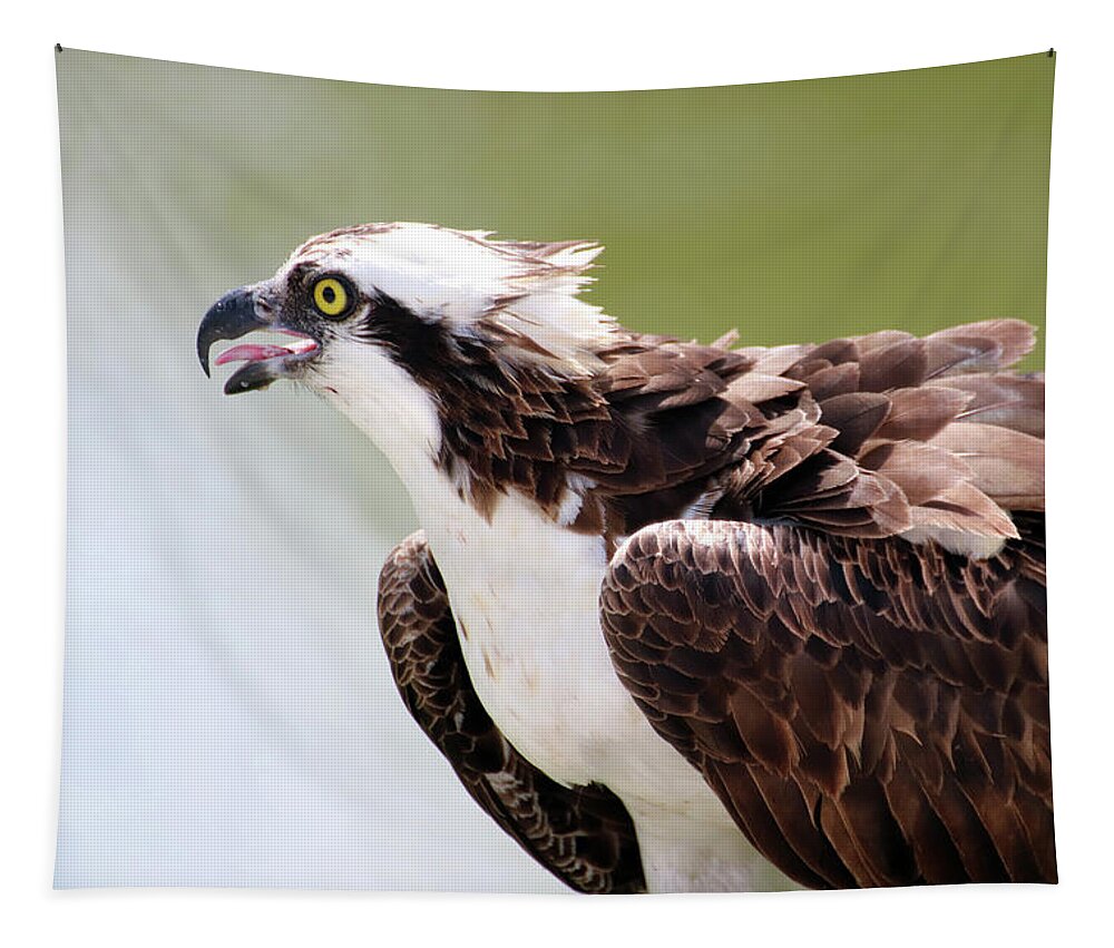 Osprey Tapestry featuring the photograph Portrait of an Osprey by David T Wilkinson