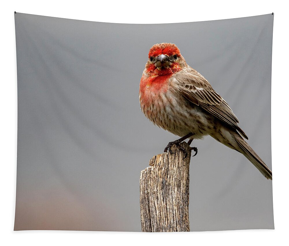 Bird Tapestry featuring the photograph Posing Finch by Cathy Kovarik