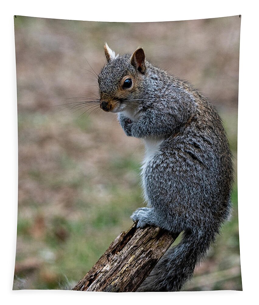 Mammal Tapestry featuring the photograph Posted by Cathy Kovarik