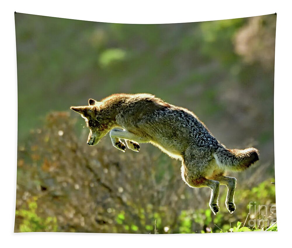 Coyote Tapestry featuring the photograph Pouncing Coyote by Amazing Action Photo Video