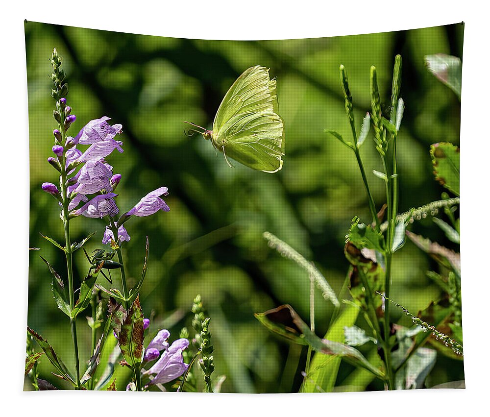 Powdered Brimstone Tapestry featuring the photograph Powdered Brimstone by Jerry Connally