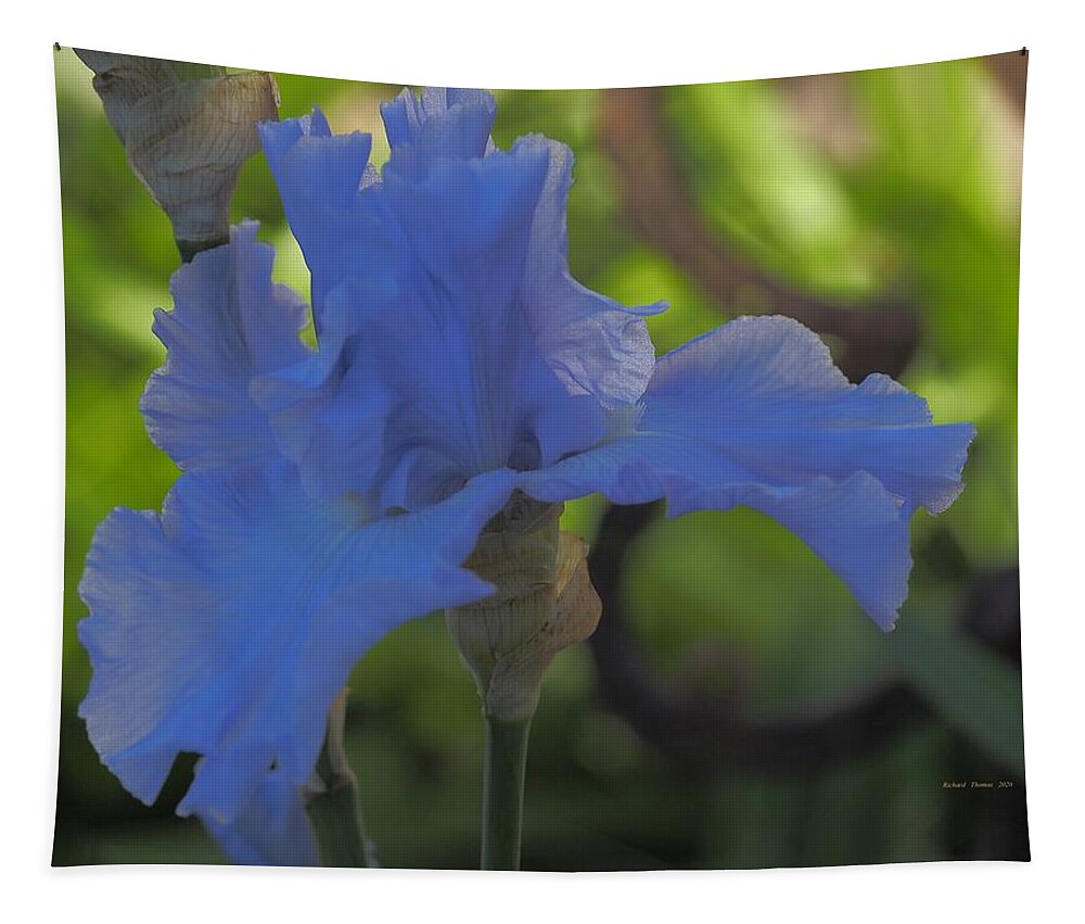 Botanical Tapestry featuring the photograph Power Blue Iris by Richard Thomas