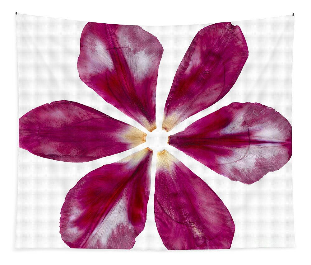 Pink Tapestry featuring the photograph Pressed Pink Tulip Petals by Michelle Bien