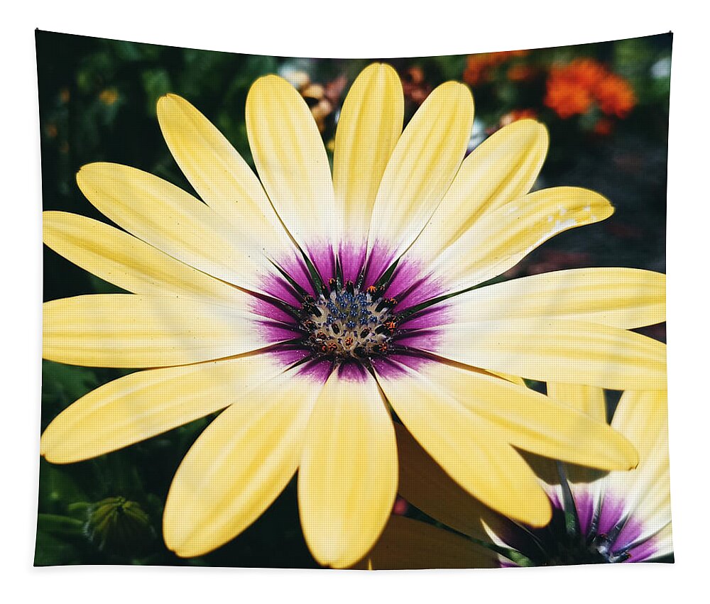 Flower Tapestry featuring the photograph Pretty Eyed Flower by Dani McEvoy