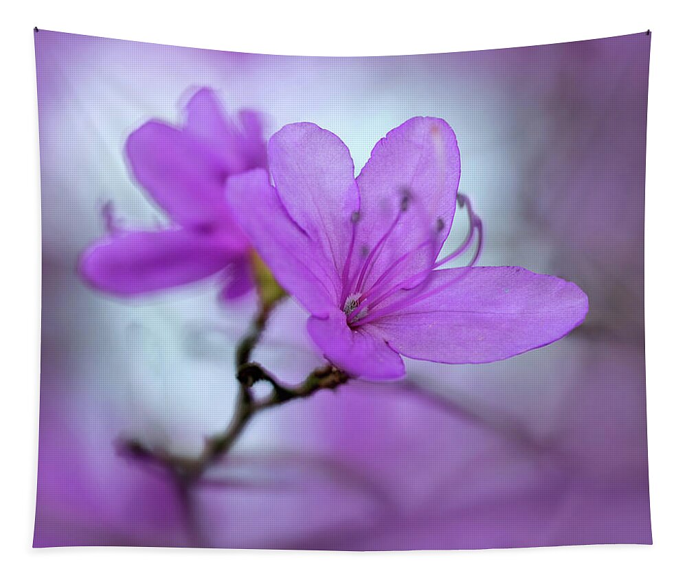 Nature Tapestry featuring the photograph Pretty violet azalea by Jaroslaw Blaminsky