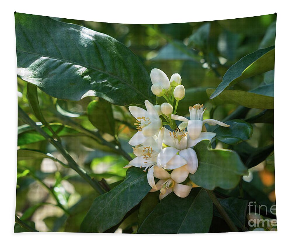 Orange Blossom Tapestry featuring the photograph Pretty white orange blossoms and green leaves by Adriana Mueller