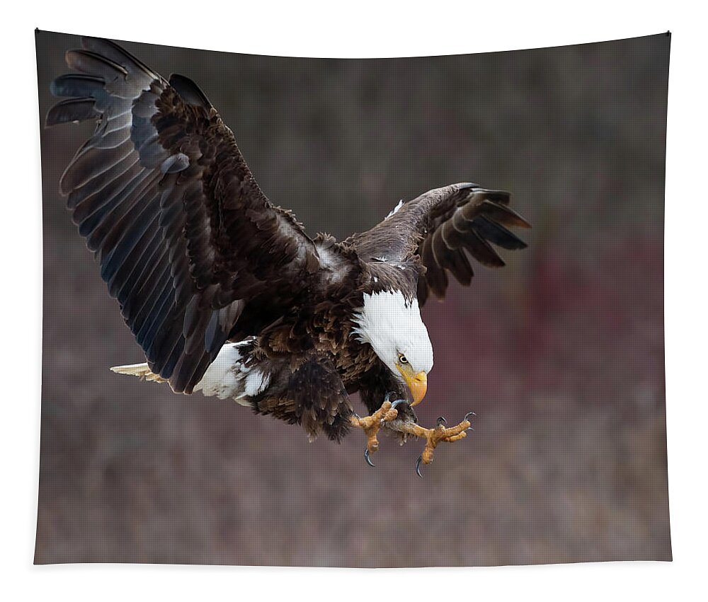 Eagle Tapestry featuring the photograph Prey Spotted by CR Courson