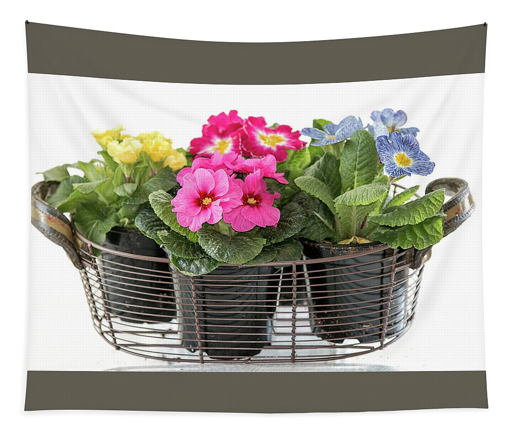 Blooms Tapestry featuring the photograph Primrose in Wire Basket by E Faithe Lester
