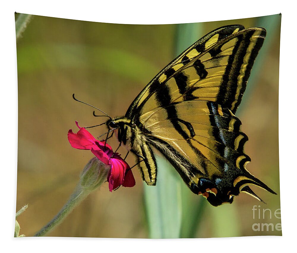 Western Tiger Swallowtail Tapestry featuring the photograph Profile of Western Tiger Swallowtail by Nancy Gleason