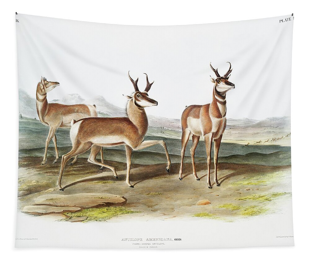 American Animals Tapestry featuring the mixed media Pronghorn. John Woodhouse Audubon Illustration by World Art Collective