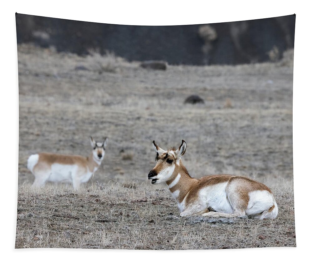 Yellowstone National Park Tapestry featuring the photograph Pronghorn Sheep by Cheryl Strahl