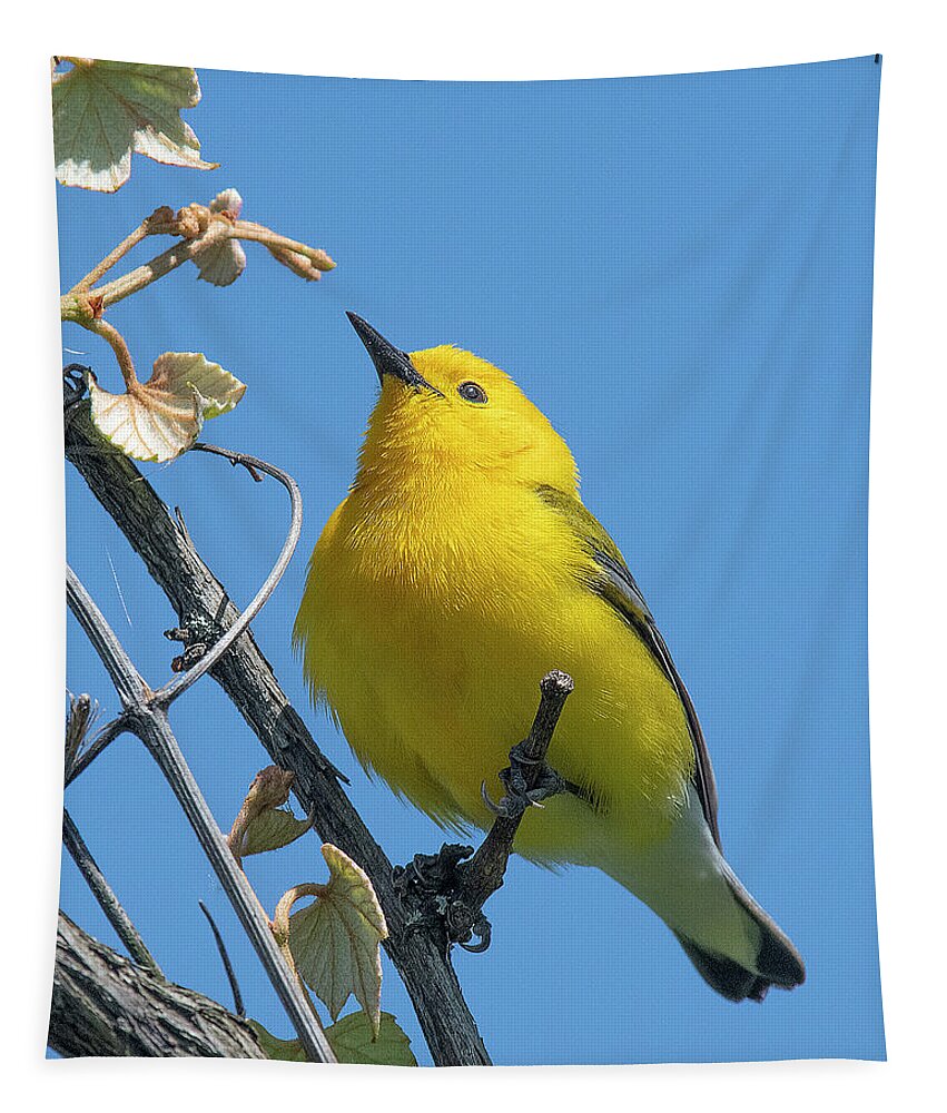 Nature Tapestry featuring the photograph Prothonotary Warbler DSB0375 by Gerry Gantt