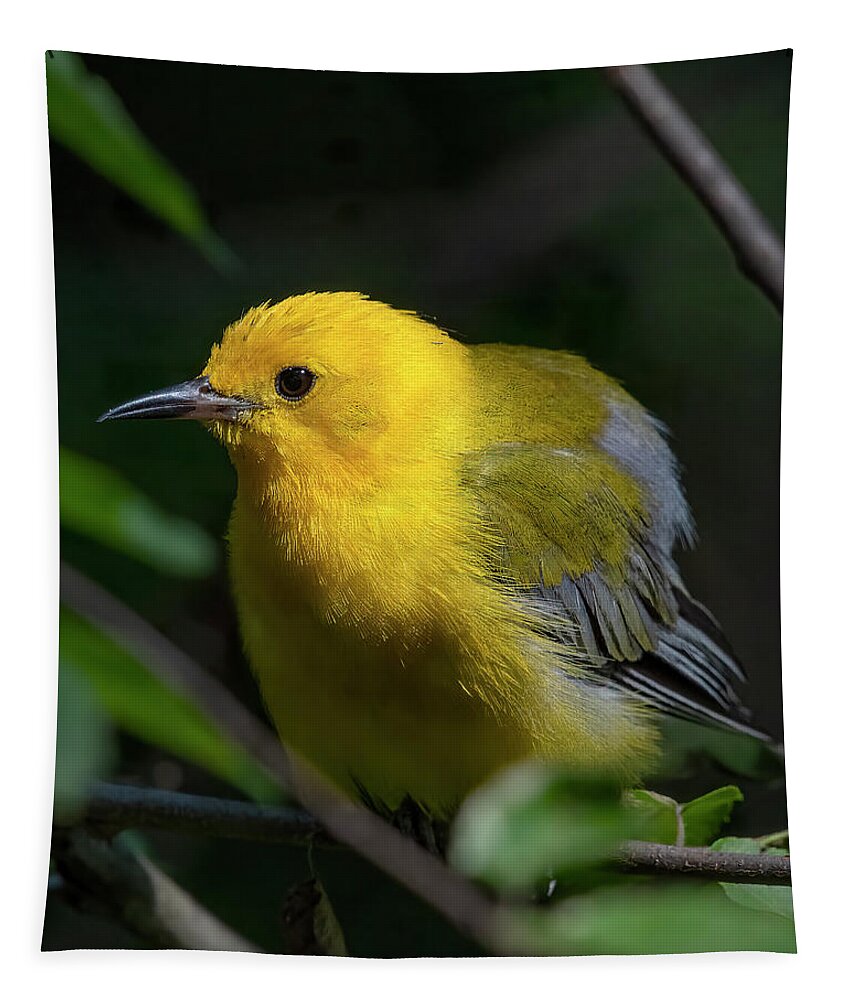 Nature Tapestry featuring the photograph Prothonotary Warbler DSB0396 by Gerry Gantt