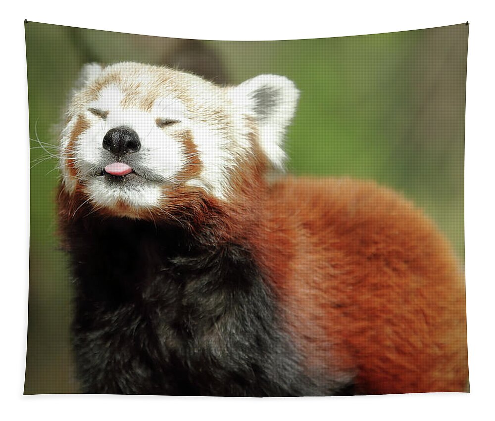Red Panda Tapestry featuring the photograph Psssstttt by Lens Art Photography By Larry Trager
