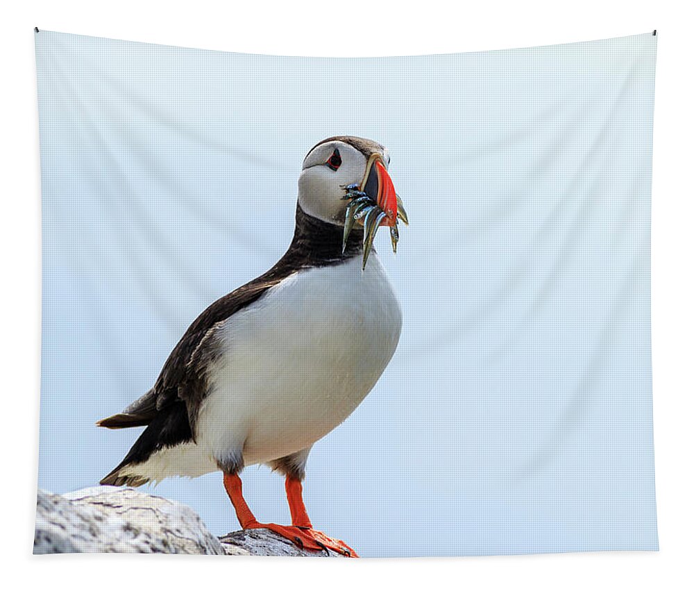 Puffin Tapestry featuring the photograph Puffins -- Fratercula arctica - 2 by Chris Smith
