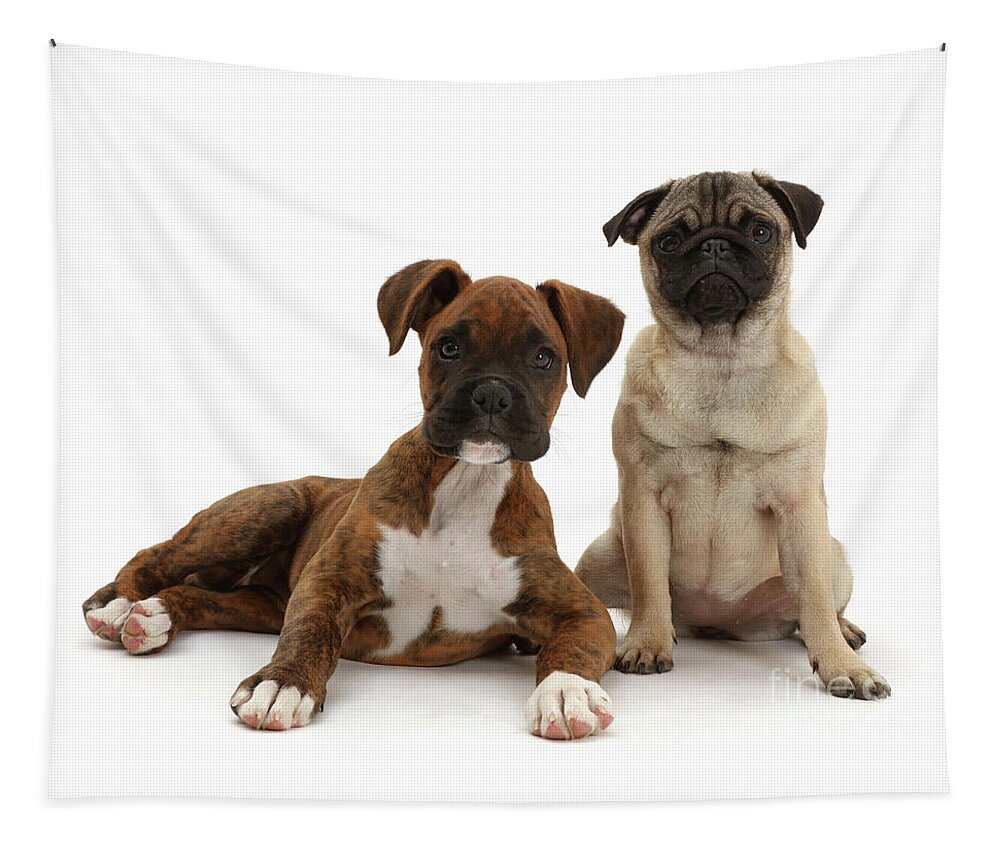 Pug Tapestry featuring the photograph Pug puppy sitting with Boxer puppy by Warren Photographic