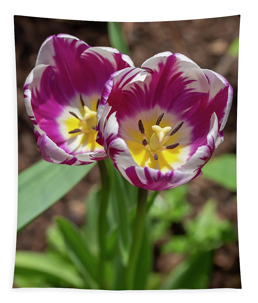 Flower Tapestry featuring the photograph Purple-and-White Rembrandt Tulips 2 by Dawn Cavalieri