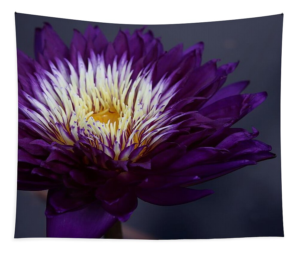 Water Lily Tapestry featuring the photograph Purple Beauty by Mingming Jiang