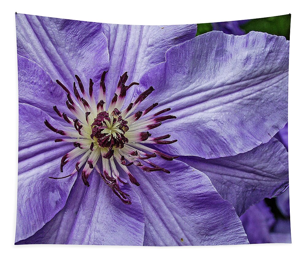 Clematis Tapestry featuring the photograph Purple Clematis Flower Photograph by Louis Dallara