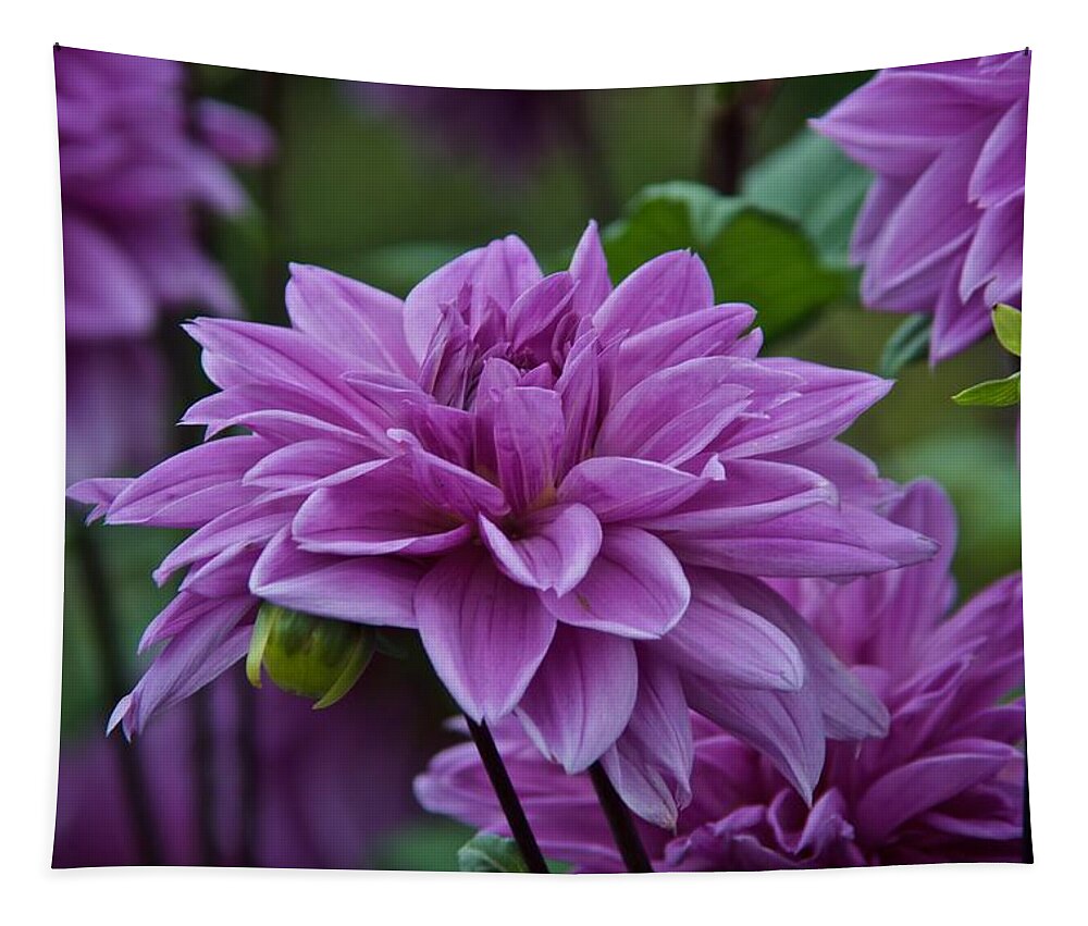 Dahlia Tapestry featuring the photograph Purple Dahlias August 2022 by Richard Cummings