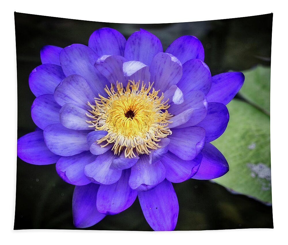 Floral Tapestry featuring the photograph Purple for passion. by Usha Peddamatham