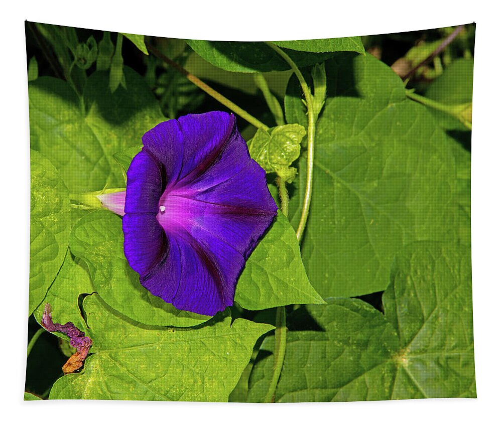 Purple Morning Glory Green Foliage Withered Bud 2 892020 0791 Tapestry featuring the photograph Purple Morning Glory Green Foliage Withered Bud 2 892020 0791 by David Frederick