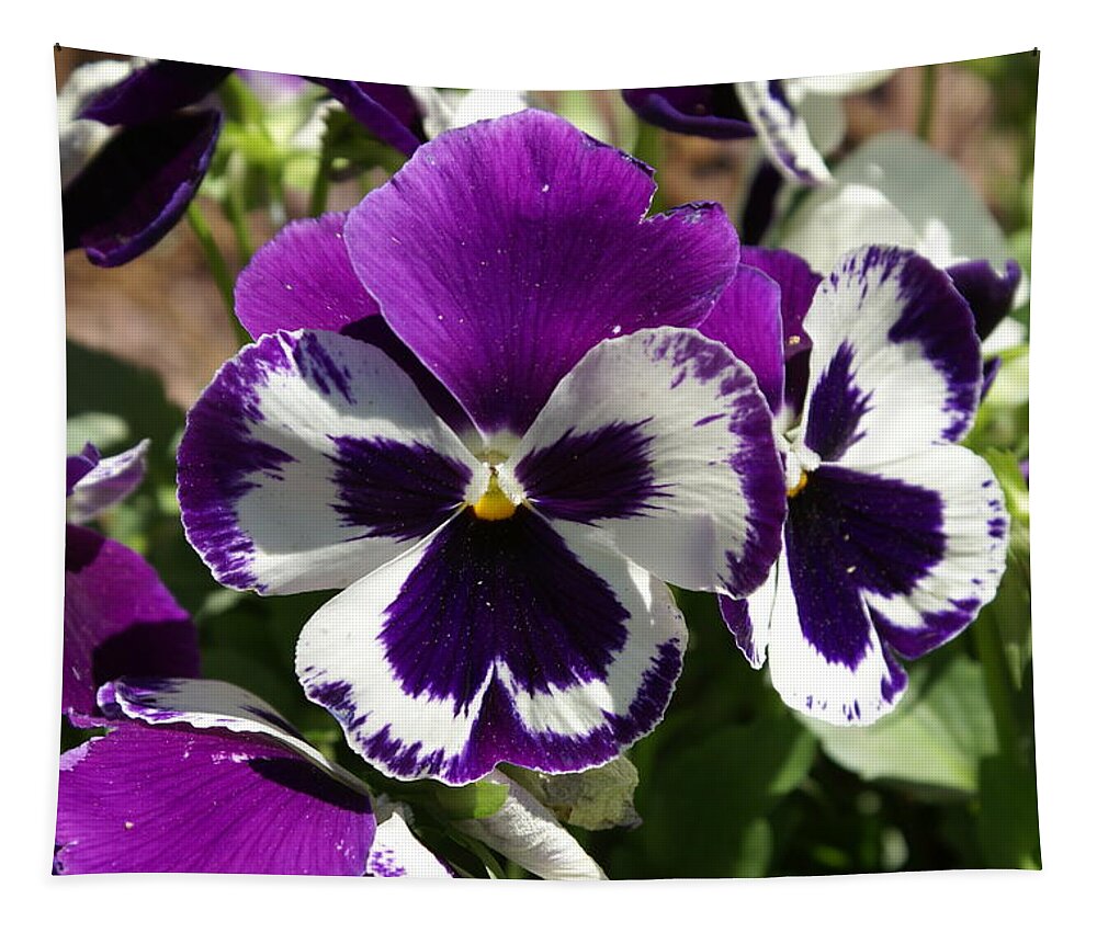  Tapestry featuring the photograph Purple Pansy by Heather E Harman