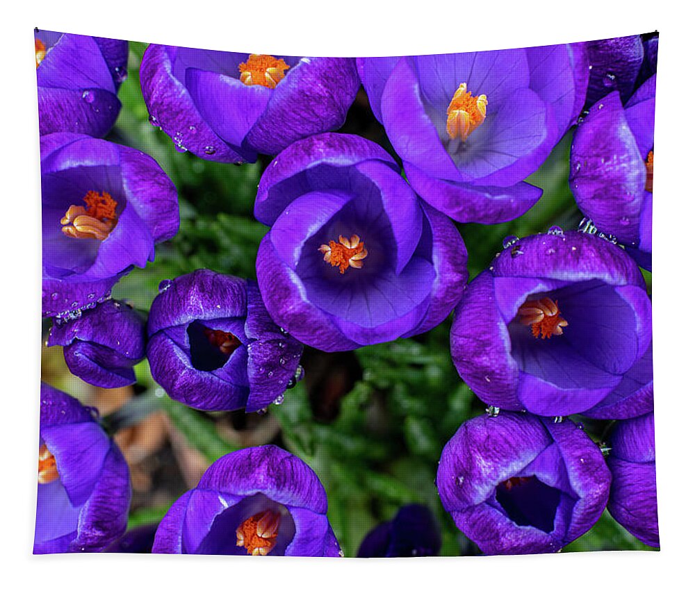 Spring Tapestry featuring the photograph Purple Rain by Kevin Suttlehan