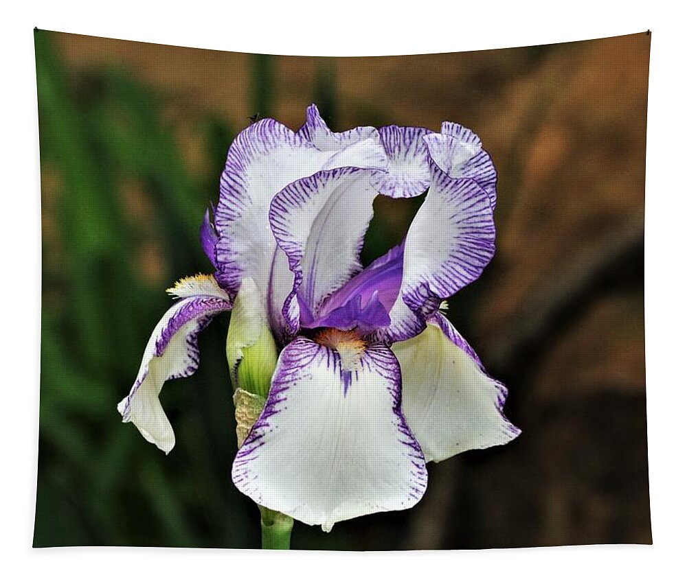 Nature Tapestry featuring the photograph Purple Striped White Iris by Sheila Brown