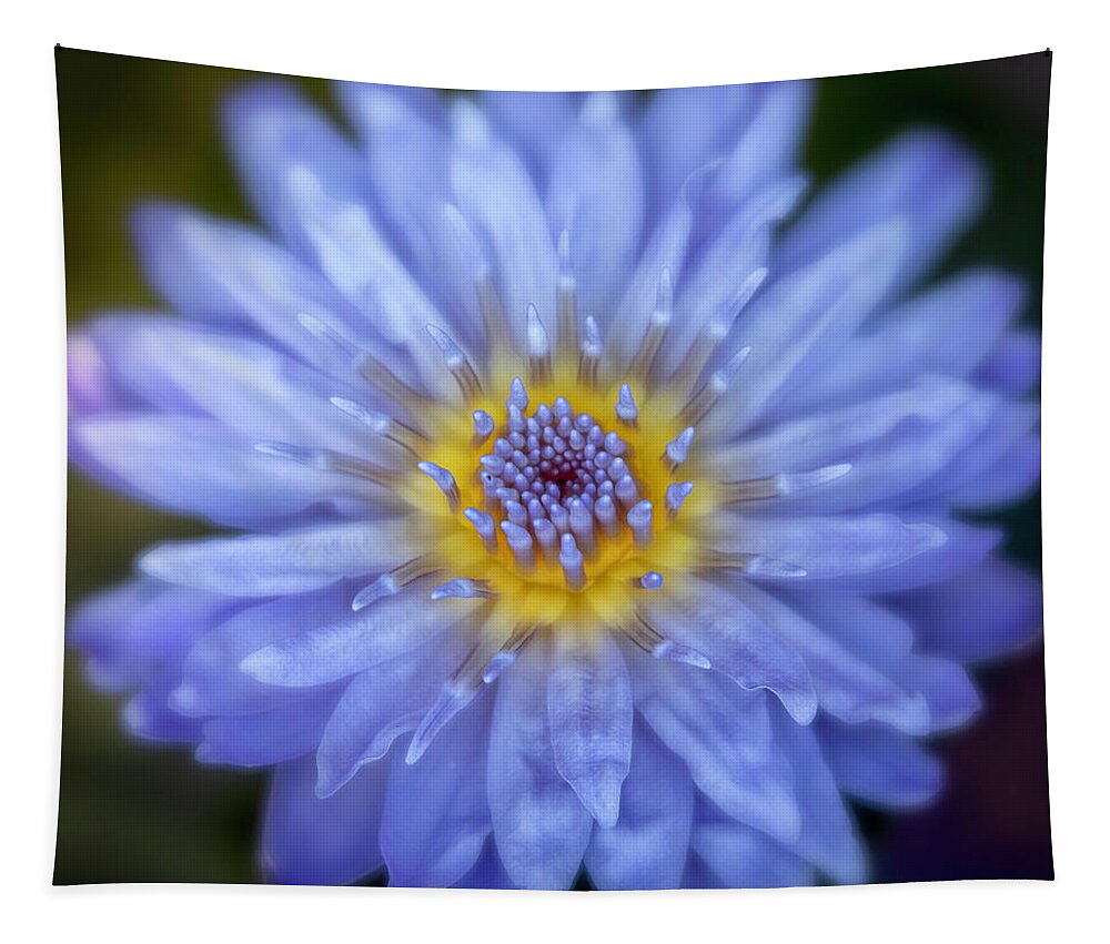 Gardens Tapestry featuring the photograph Purple Water Lily Square by Teresa Wilson
