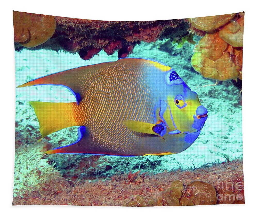Underwater Tapestry featuring the photograph Queen Angelfish 53 by Daryl Duda