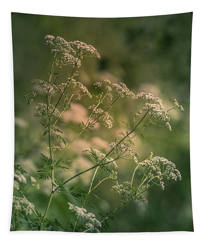 Flower Tapestry featuring the photograph Queen Anne's Lace by Allin Sorenson