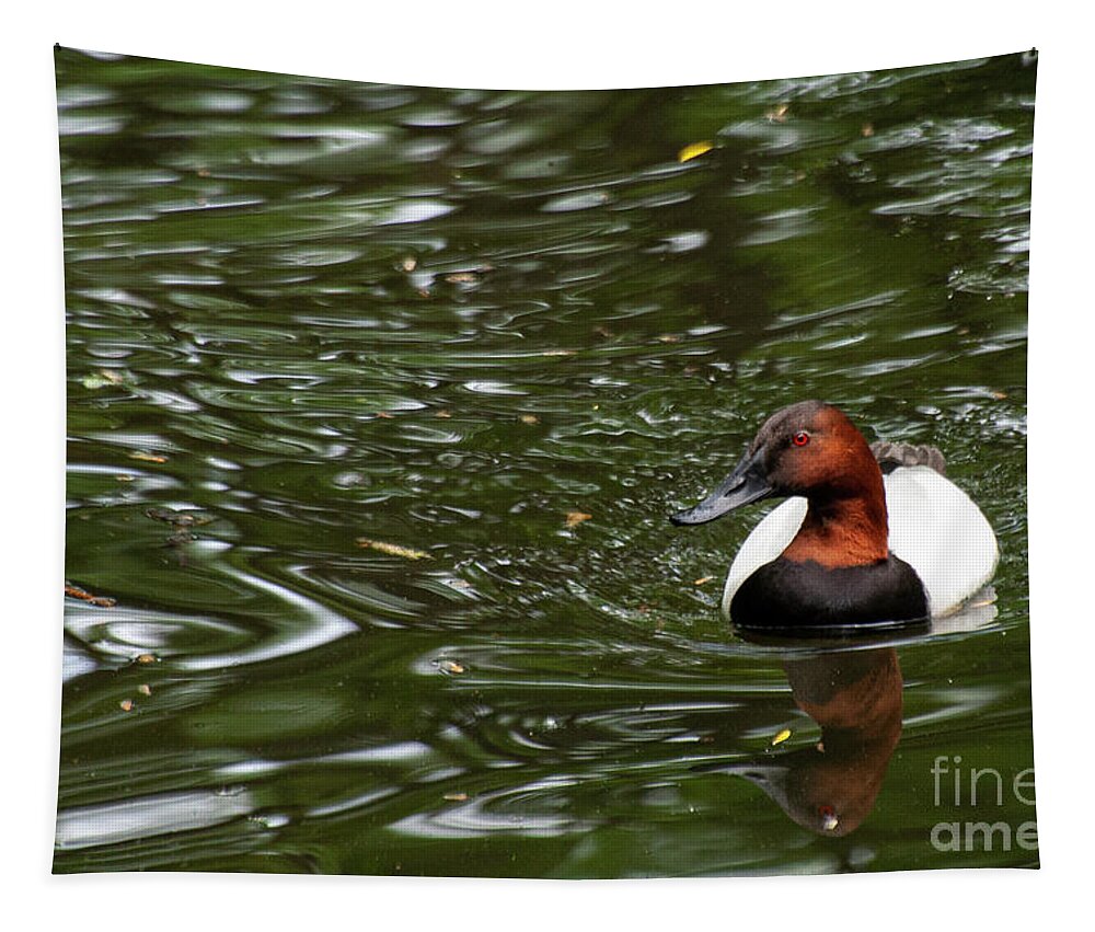 Queens Tapestry featuring the photograph Queen's Canvasback Duck by Bob Phillips