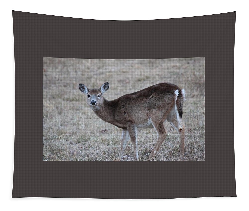 Deer Tapestry featuring the photograph Quick Glimpse by Lee Darnell