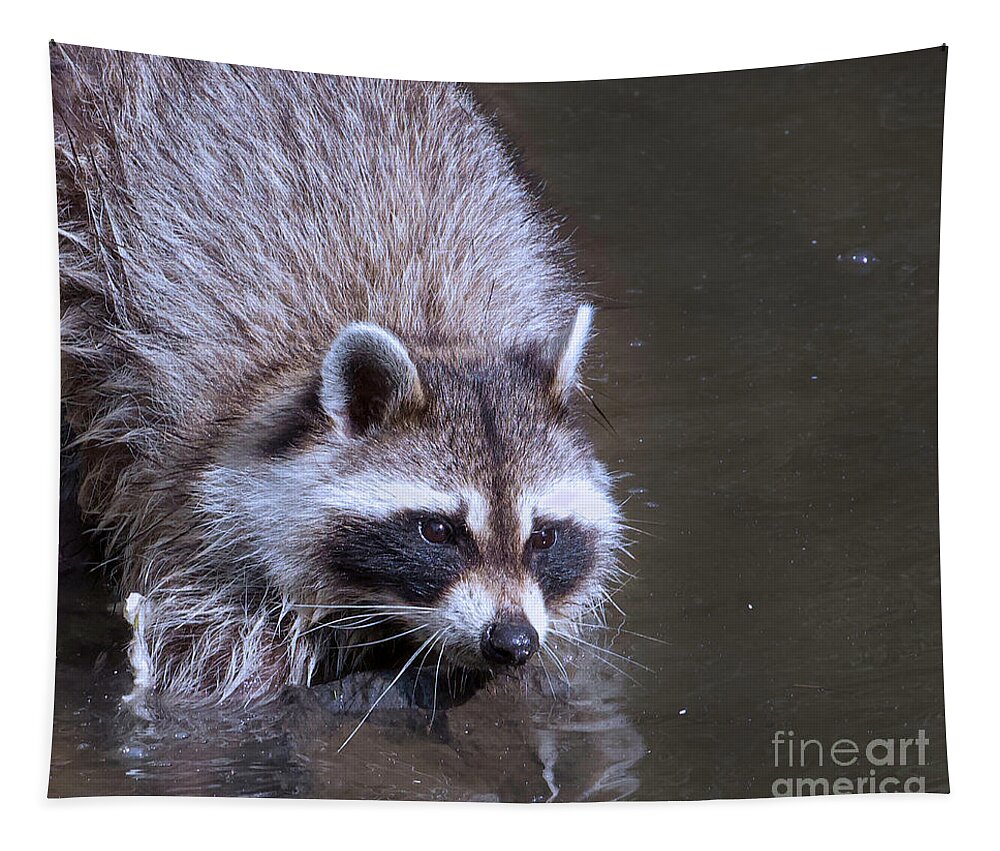 Raccoon Fishing Tapestry by Shirley Dutchkowski - Shirley Dutchkowski -  Artist Website