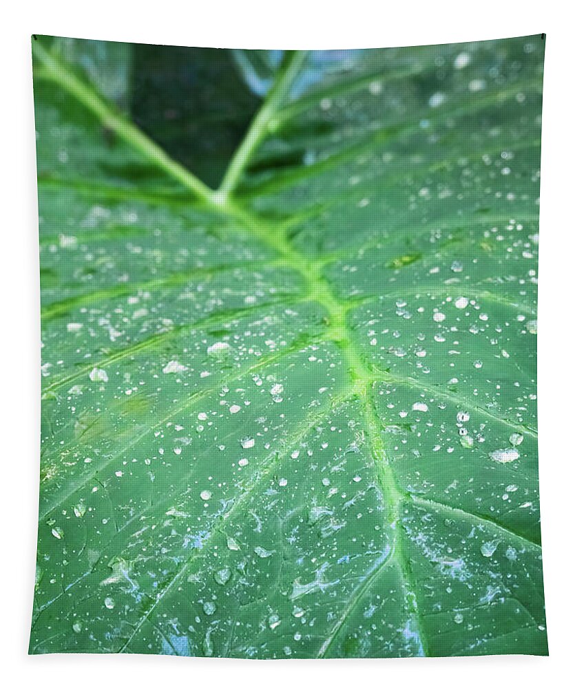 Leaf Tapestry featuring the photograph Rain Drops On Elephant's Ear by Steven Sparks