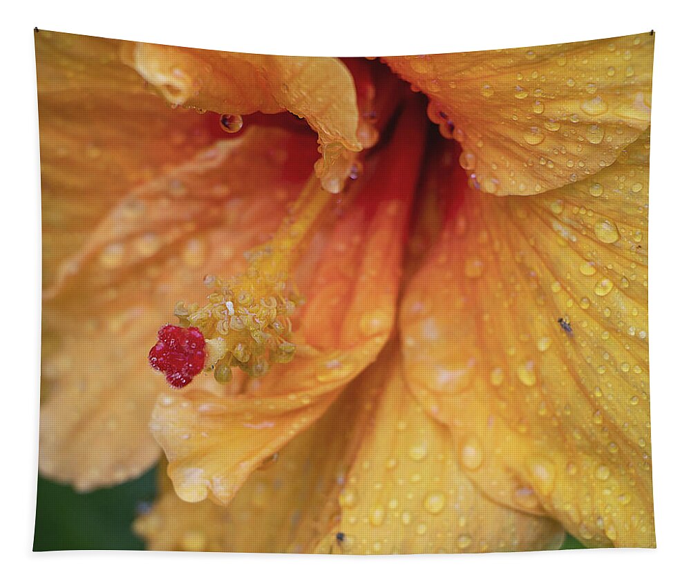 Hibiscus Tapestry featuring the photograph Rain Kissed by M Kathleen Warren