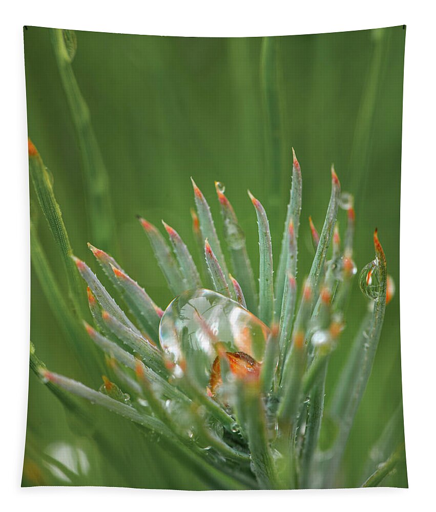 Rain Tapestry featuring the photograph Rain On Pine Bud by Karen Rispin