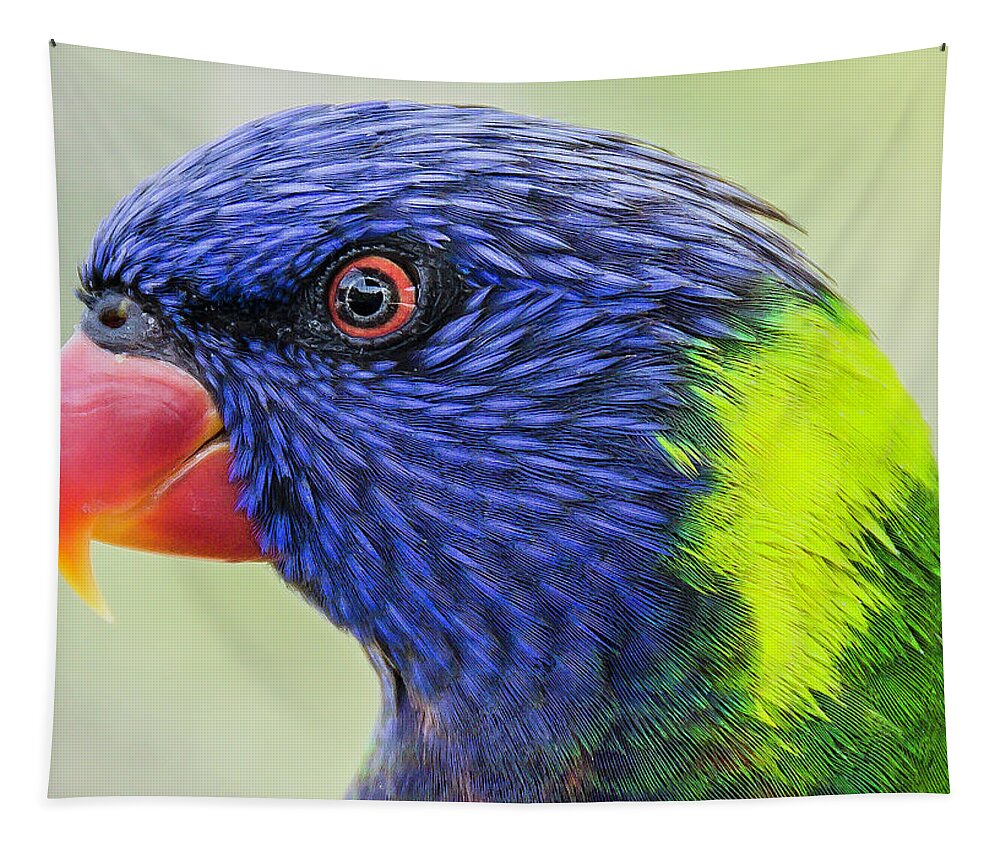 Rainbow Tapestry featuring the photograph Rainbow Lorikeet by WAZgriffin Digital
