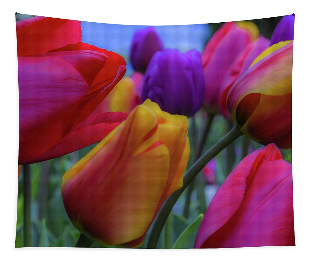 Tulip; Skagit Valley Tulip Festival; Roozengaarde Display Garden; Mount Vernon; Nature; Rainbow Colors; Floral; Flower; Garden Tapestry featuring the photograph Rainbow Tulips, Landscape Mode by Emerita Wheeling