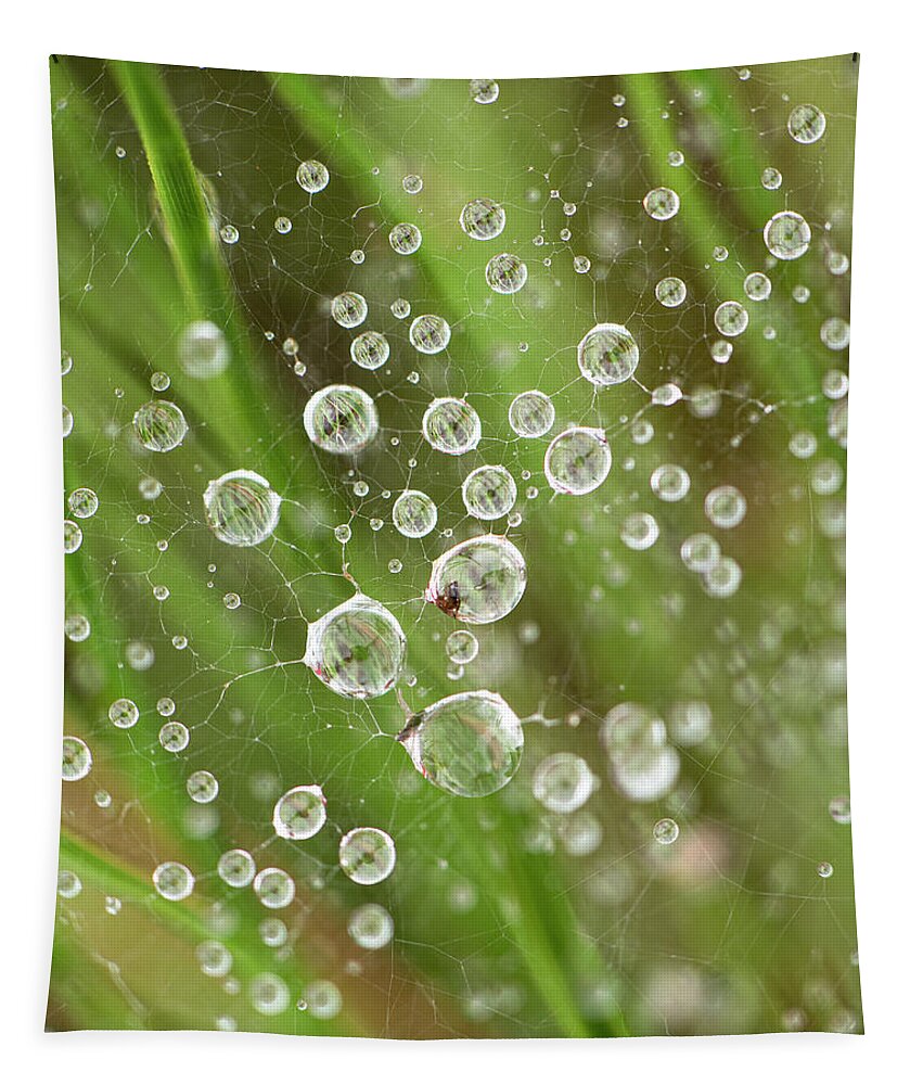 Drop Tapestry featuring the photograph Raindrops Caught In A Web by Karen Rispin