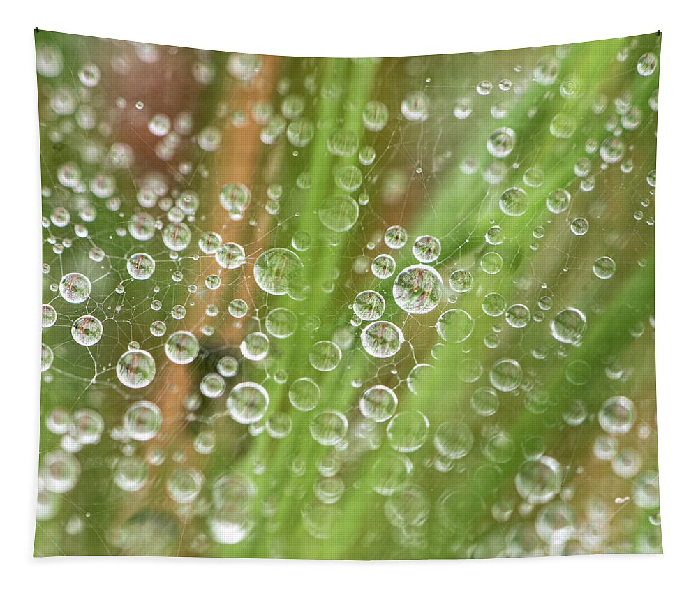 Rain Tapestry featuring the photograph Raindrops On A Web Net by Karen Rispin
