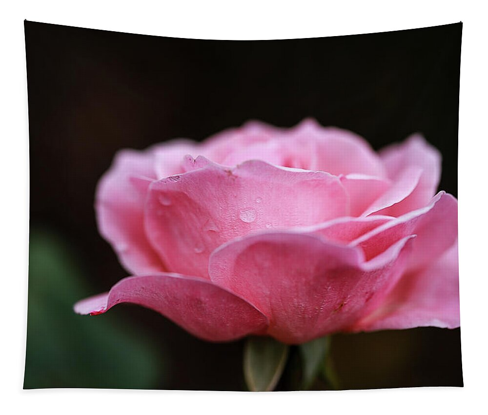  Tapestry featuring the photograph Raindrops on Pink by Nicole Engstrom