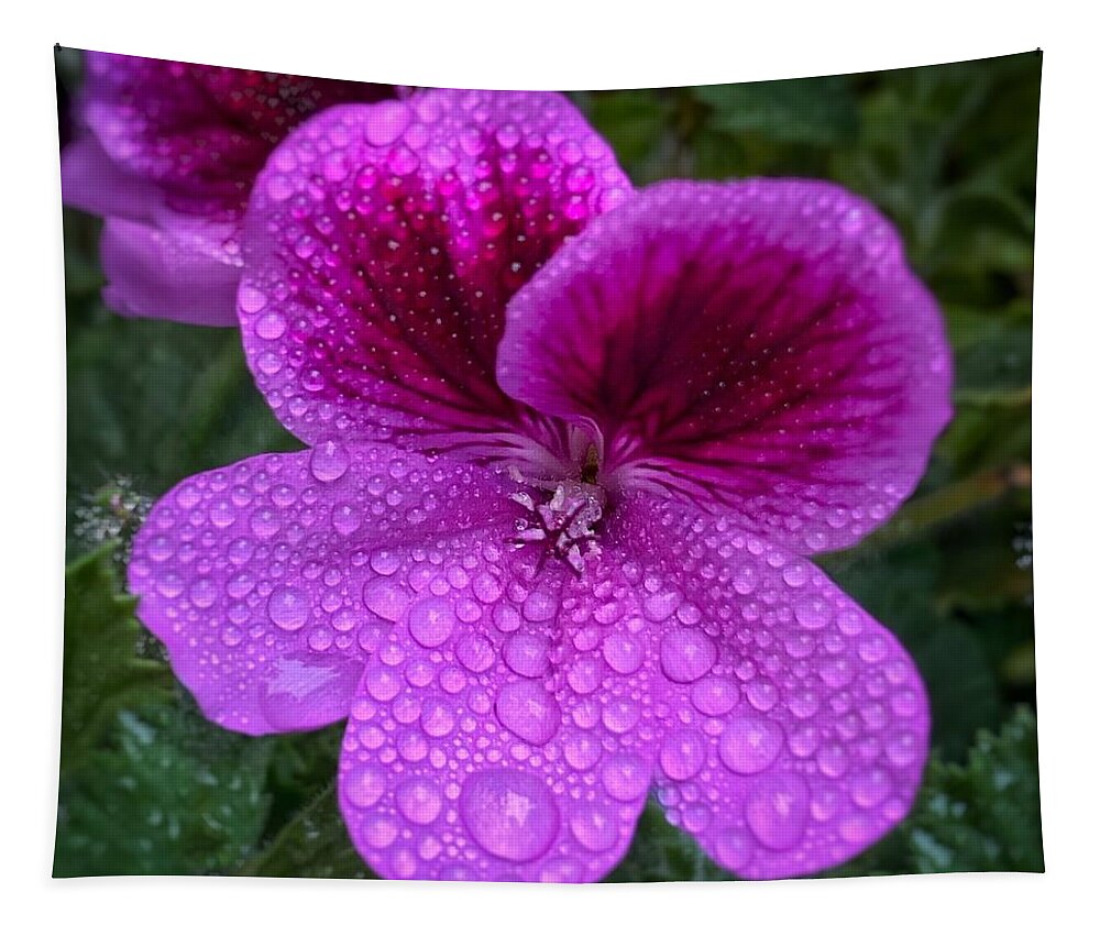 Purple Tapestry featuring the photograph Raindrops on Purple Geranium by Jerry Abbott